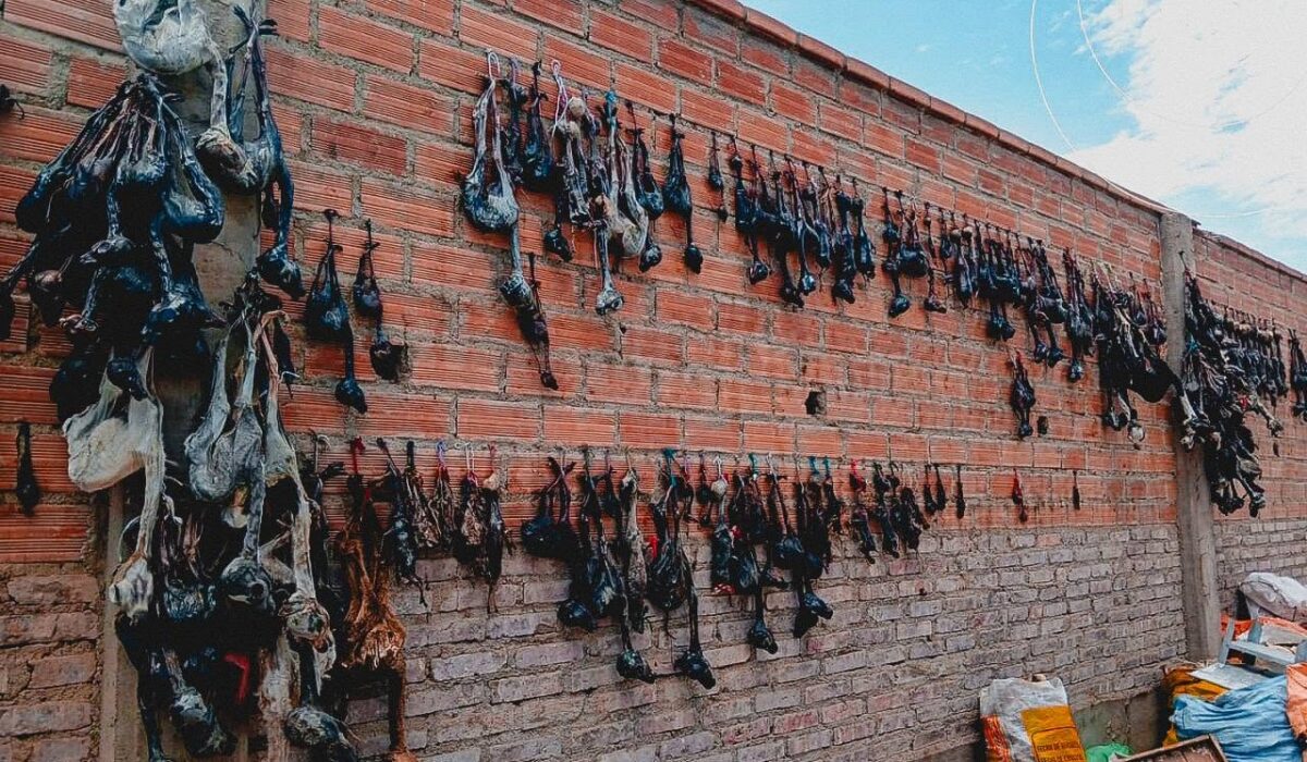 Operativo en Oruro incauta 600 sullus de llama y quirquinchos disecados