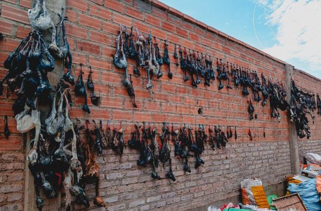 Operativo en Oruro incauta 600 sullus de llama y quirquinchos disecados