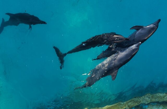 Nueve delfines en riesgo en un parque acuático clausurado en Cancún