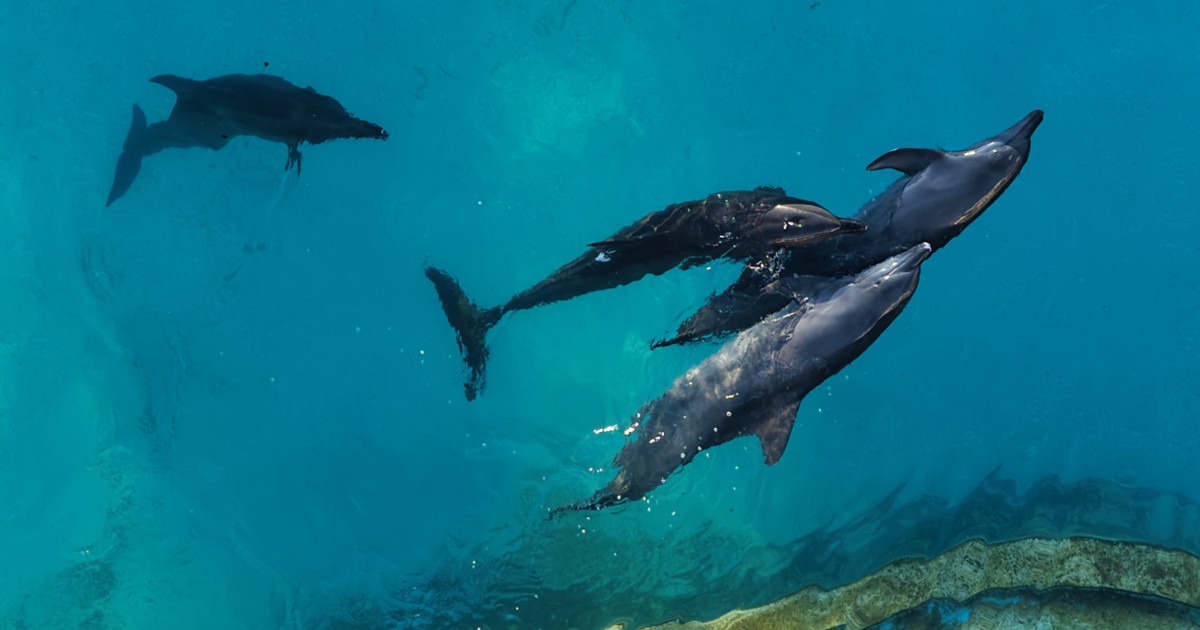 Nueve delfines en riesgo en un parque acuático clausurado en Cancún