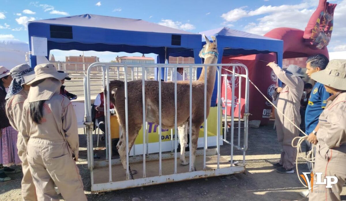 Avanza la primera Expocamel Internacional en Oruro