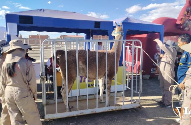 Avanza la primera Expocamel Internacional en Oruro
