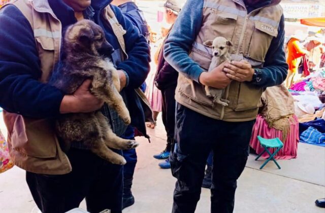 Operativo en Oruro rescata 19 perros y combate la venta ilegal de mascotas