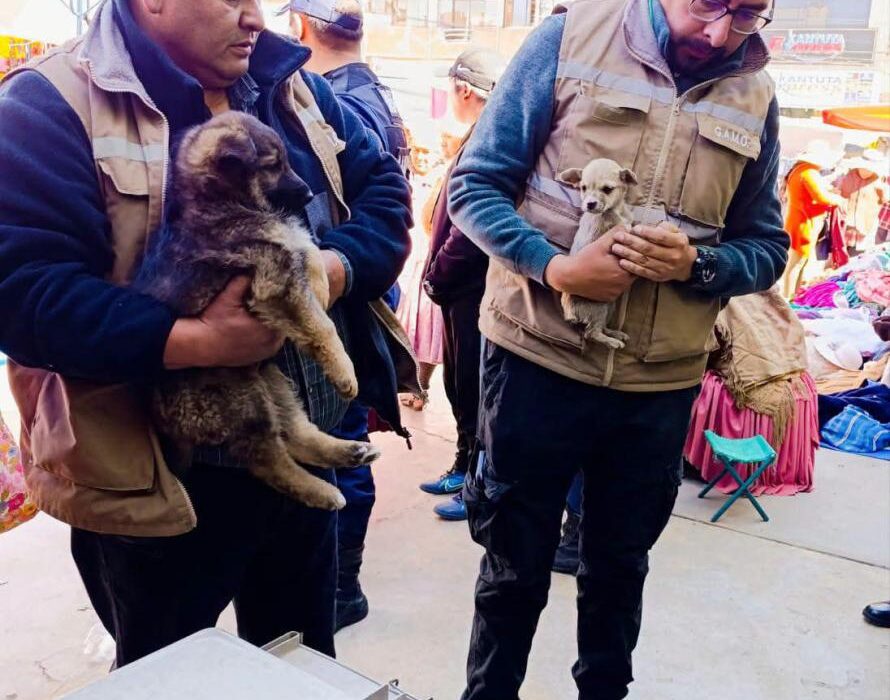 Operativo en Oruro rescata 19 perros y combate la venta ilegal de mascotas