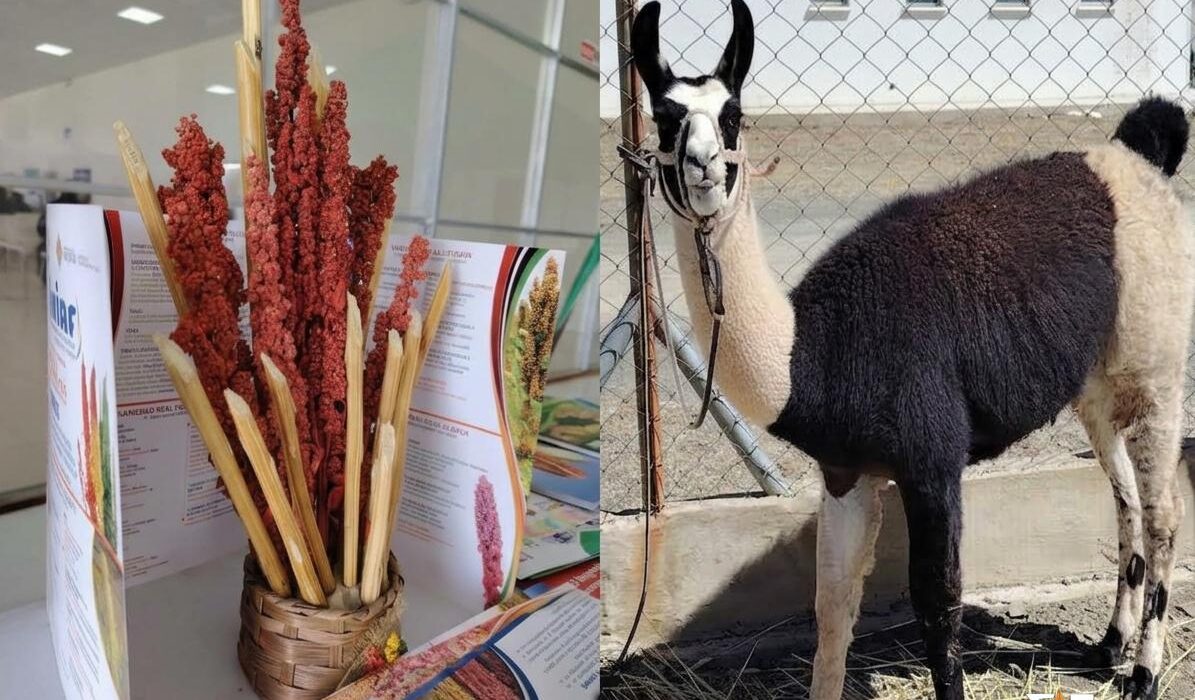 Oruro impulsará la exportación de quinua y carne de llama