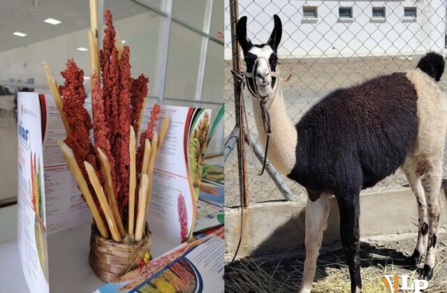 Oruro impulsará la exportación de quinua y carne de llama