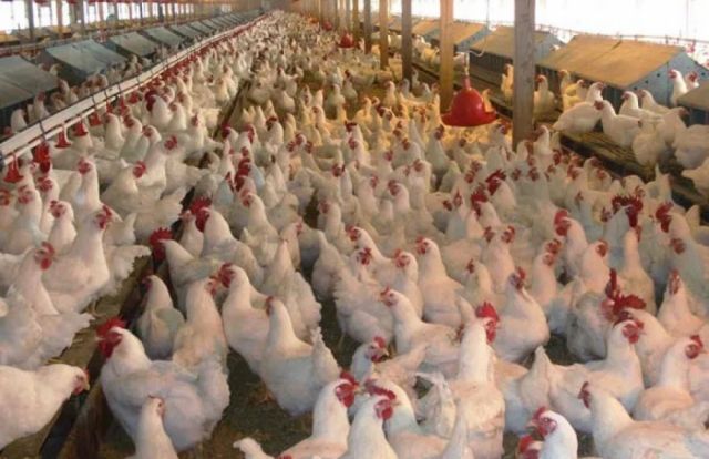 Aumento en el precio del pollo vivo ante la eliminación de la subvención al diésel