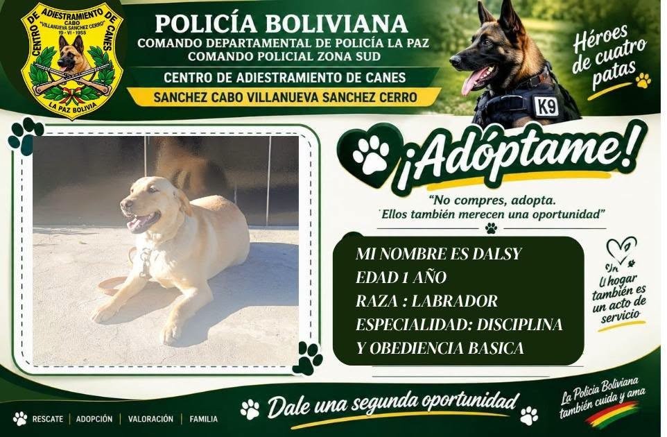 La Policía de La Paz busca familias para siete perros entrenados
