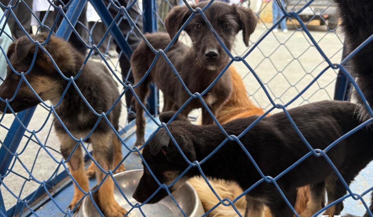 Reanudación de la Campaña de Esterilización de Mascotas en Oruro