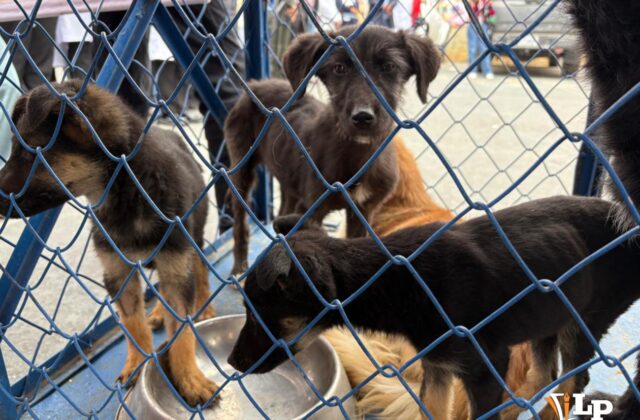 Reanudación de la Campaña de Esterilización de Mascotas en Oruro