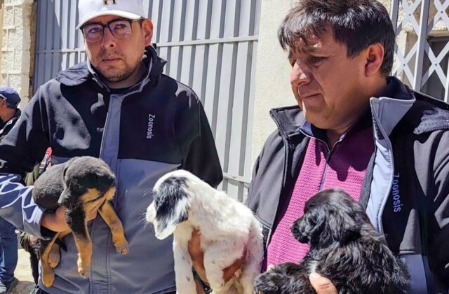 Operativo en Oruro: Decomisan animales en el mercado Roberto Young