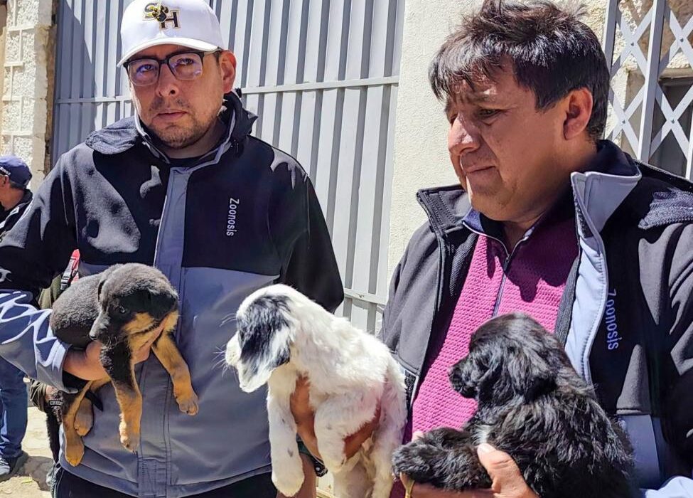Operativo en Oruro: Decomisan animales en el mercado Roberto Young