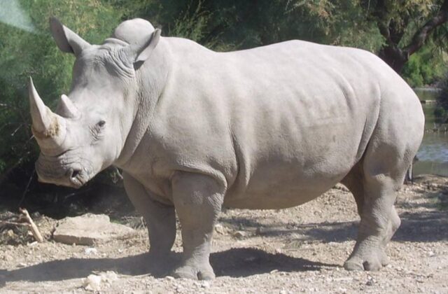 Wami, el rinoceronte que vuela a México para preservar su especie