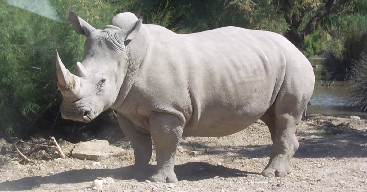 Wami, el rinoceronte que vuela a México para preservar su especie