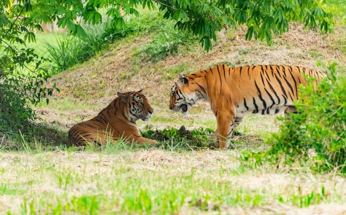Alerta sobre especies en peligro: nueva lista de la UICN para 2026