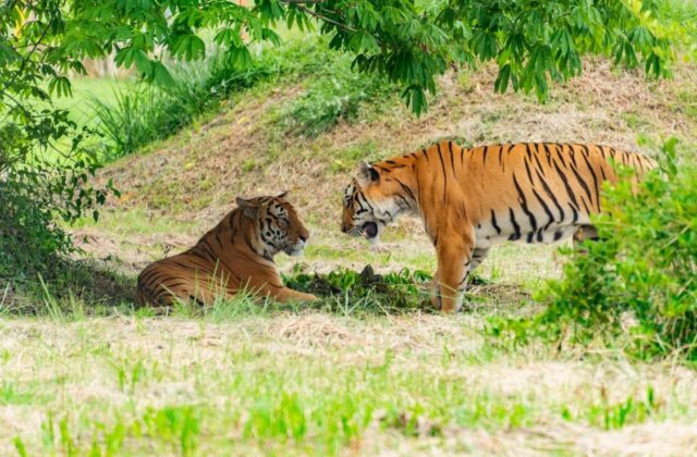 Alerta sobre especies en peligro: nueva lista de la UICN para 2026