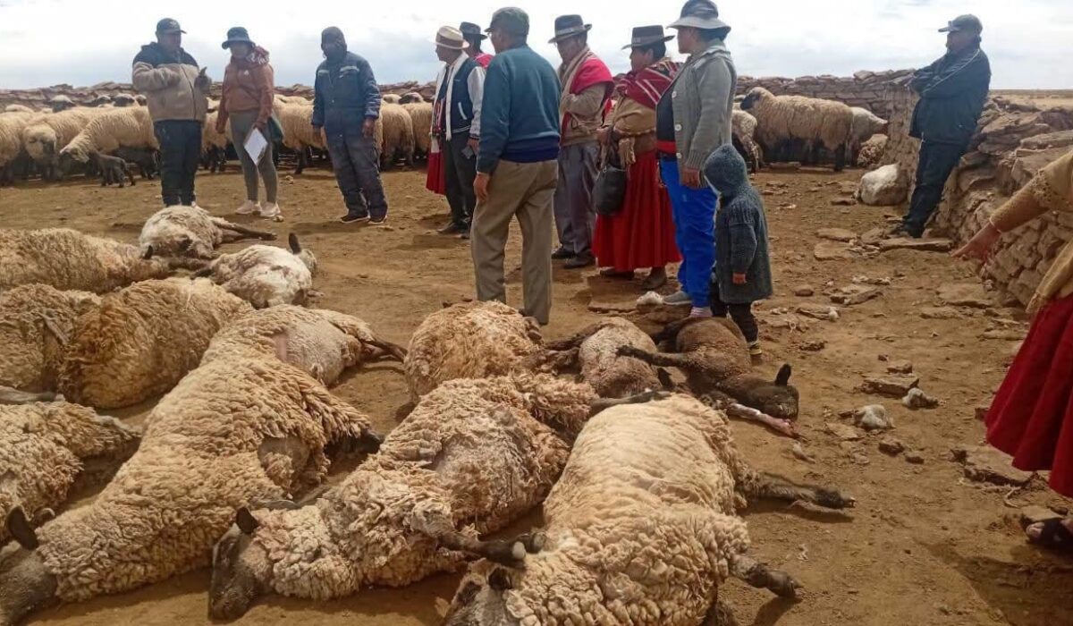 Ataque de perros callejeros causa estragos en Burguillos