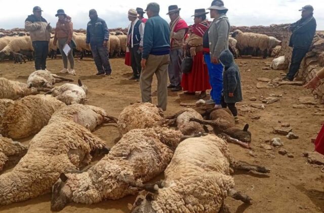 Ataque de perros callejeros causa estragos en Burguillos