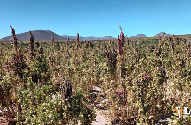 Desabastecimiento de combustible preocupa a agricultores de Caracollo