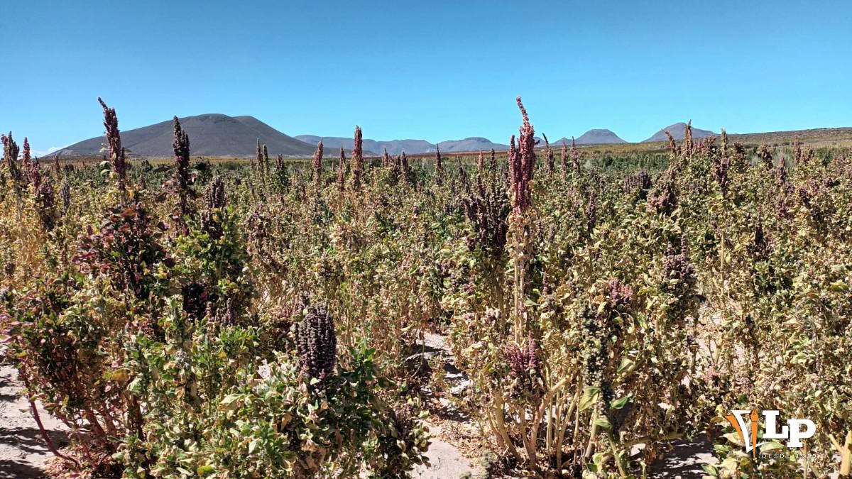 Desabastecimiento de combustible preocupa a agricultores de Caracollo