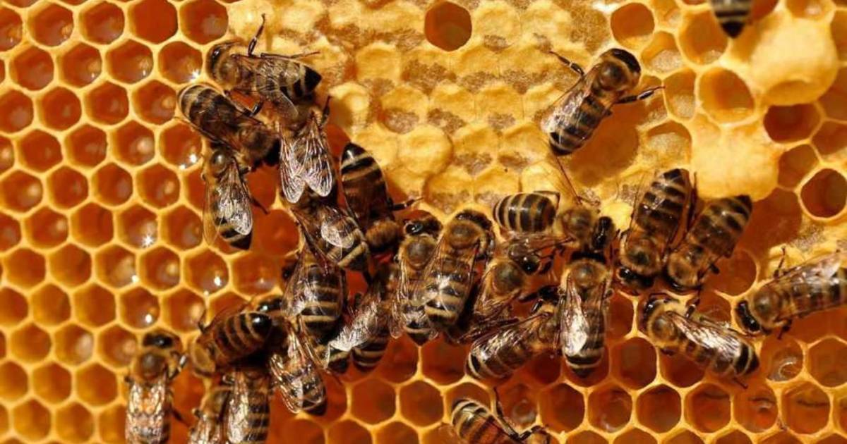 Declive de polinizadores en Europa: un llamado de atención