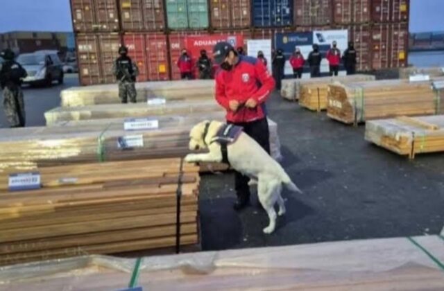 IBCE denuncia la retención de madera boliviana en Chile como una injusticia