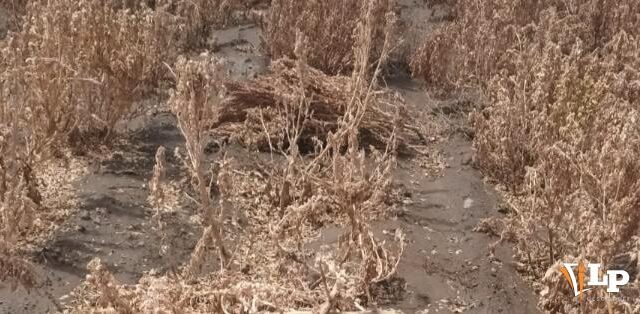 Impacto de vientos en cultivos de quinua en Quillacas