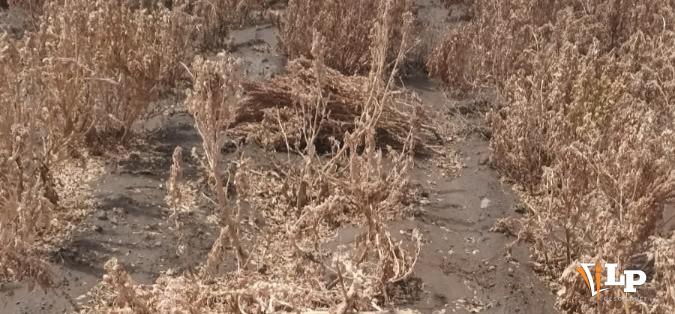 Impacto de vientos en cultivos de quinua en Quillacas