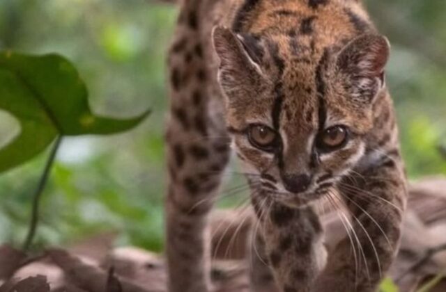 El tilcayo será la mascota de los Juegos Bolivarianos 2029 en La Paz
