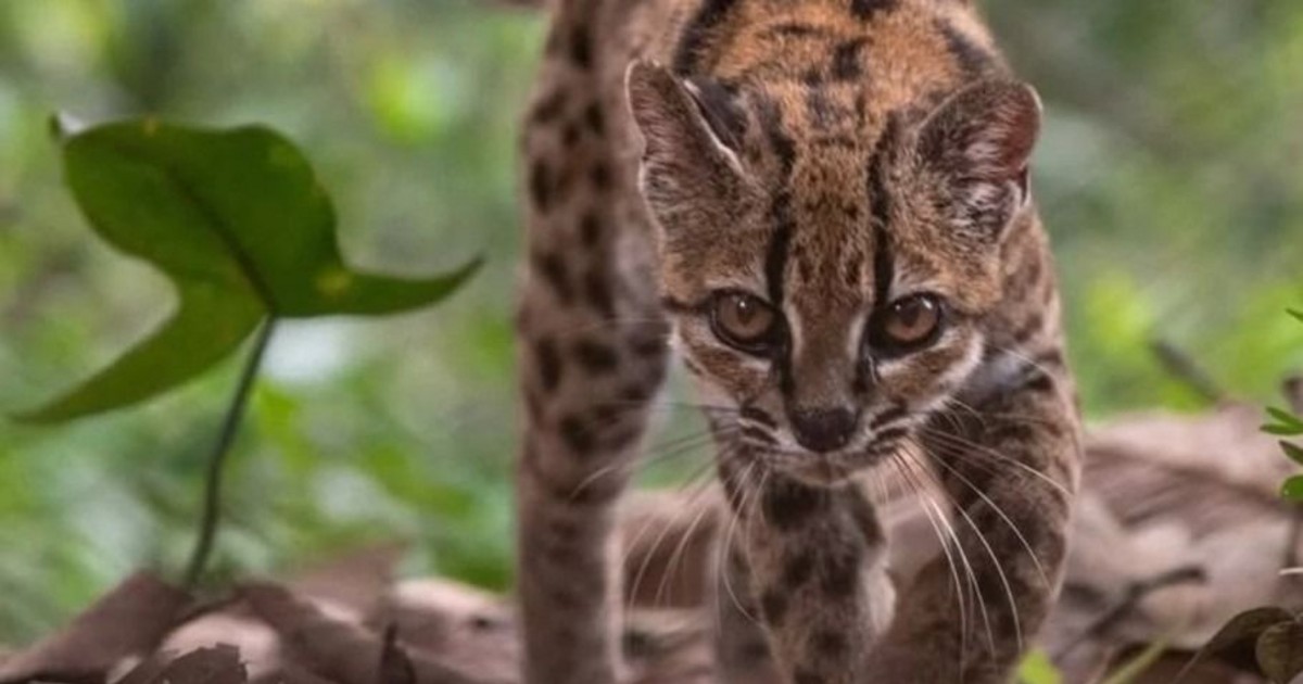 El tilcayo será la mascota de los Juegos Bolivarianos 2029 en La Paz