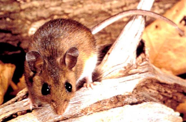 Detectan un caso de hantavirus en Potosí, relacionado con Yacuiba