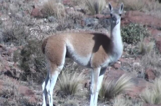 Reintroducción de guanacos en Argentina: Un paso hacia la recuperación ecológica
