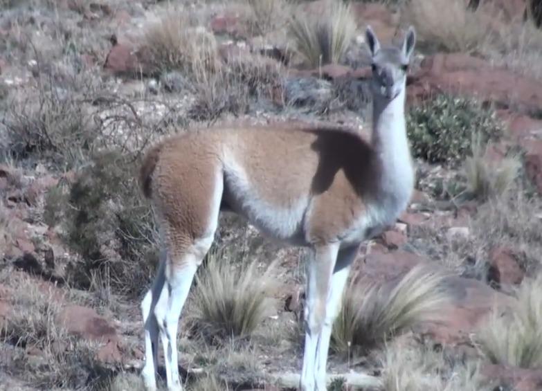Reintroducción de guanacos en Argentina: Un paso hacia la recuperación ecológica